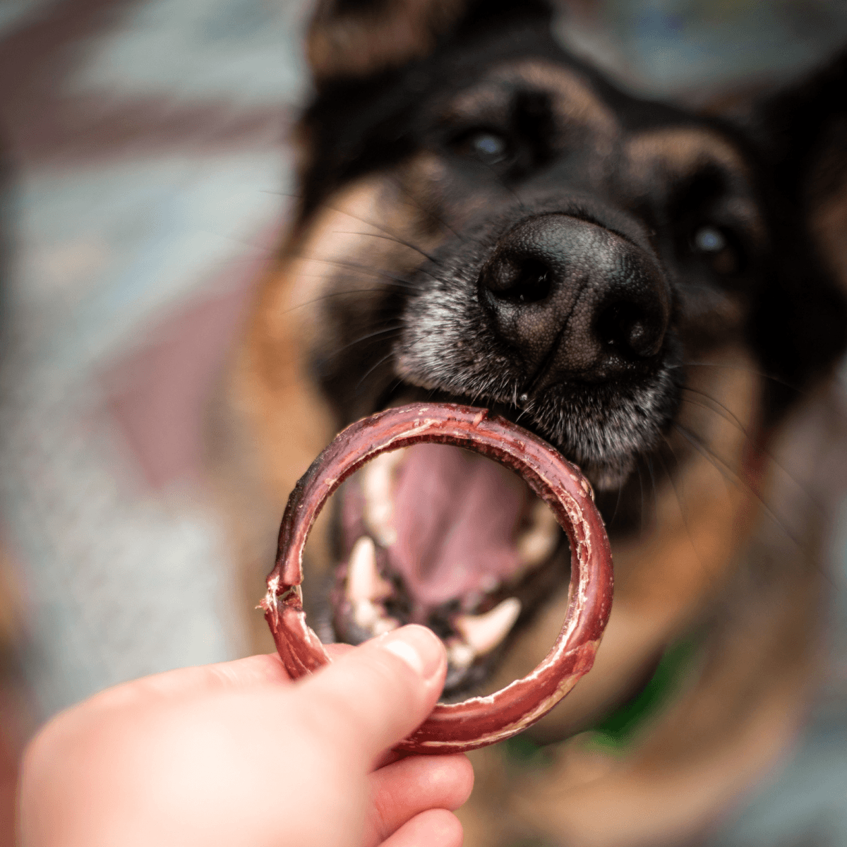 Bully Rings for Dogs Natural Farm Shop Bully Sticks