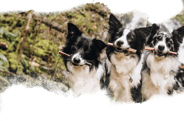 multiple dogs grande