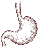 naturally better stomach